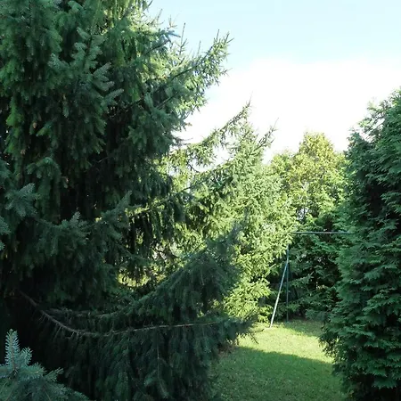 Roganoff * Zalacsány